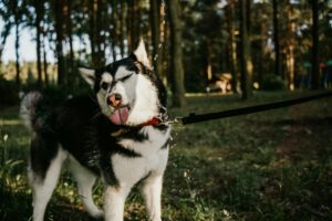 Pet Supplies